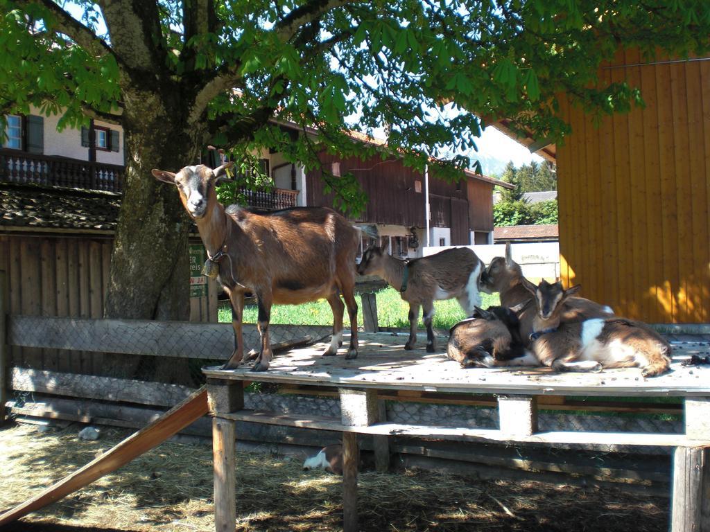 Familien-Bauernhof-Berghammer Rottach-Egern Phòng bức ảnh